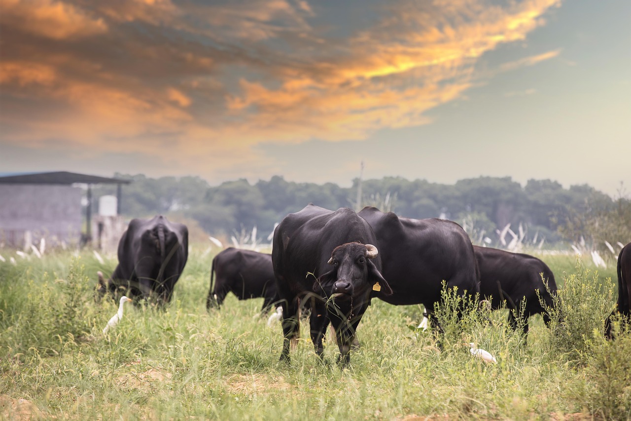 bulls, cows, nature, cattle, herd, pasture, grass, fauna